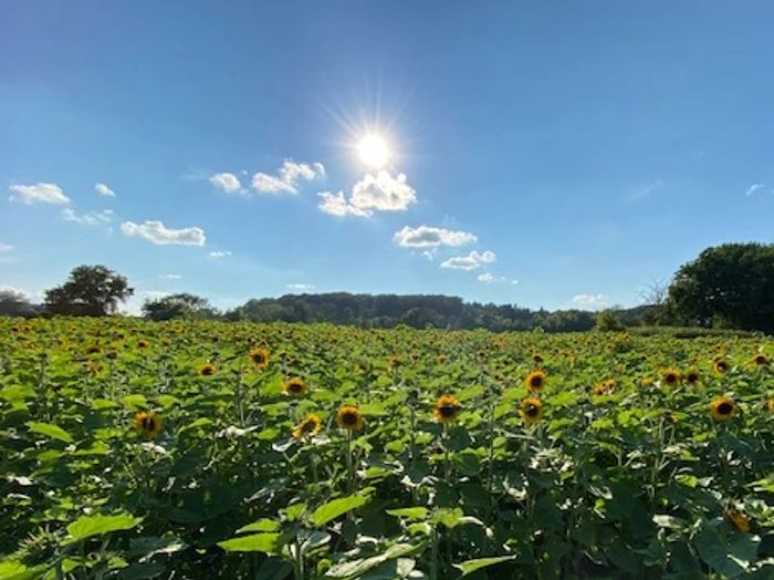 Shimon Sunflower Farm
